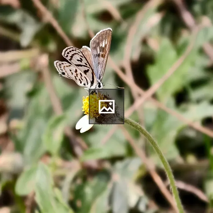 Butterfly on a wild daisy