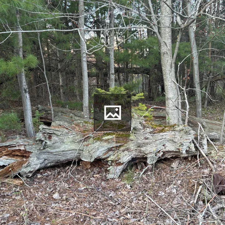 Ancient tree trunk on forest floor