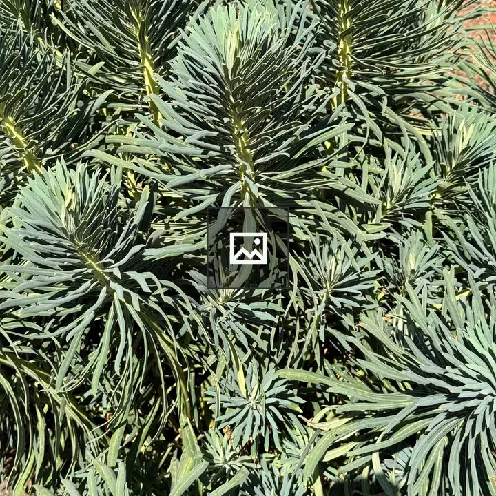 Euphorbia Foliage in Sun