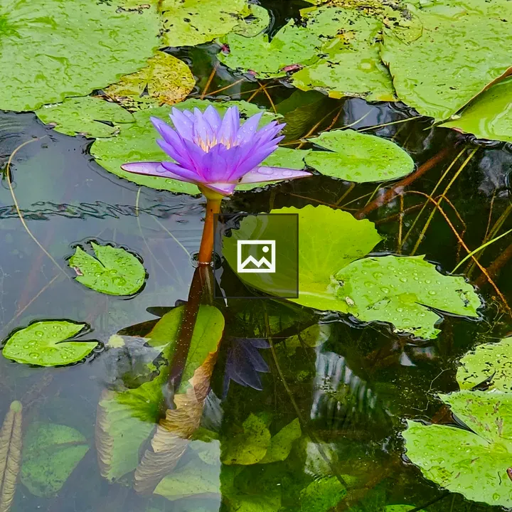 Purple water lily among lily pads