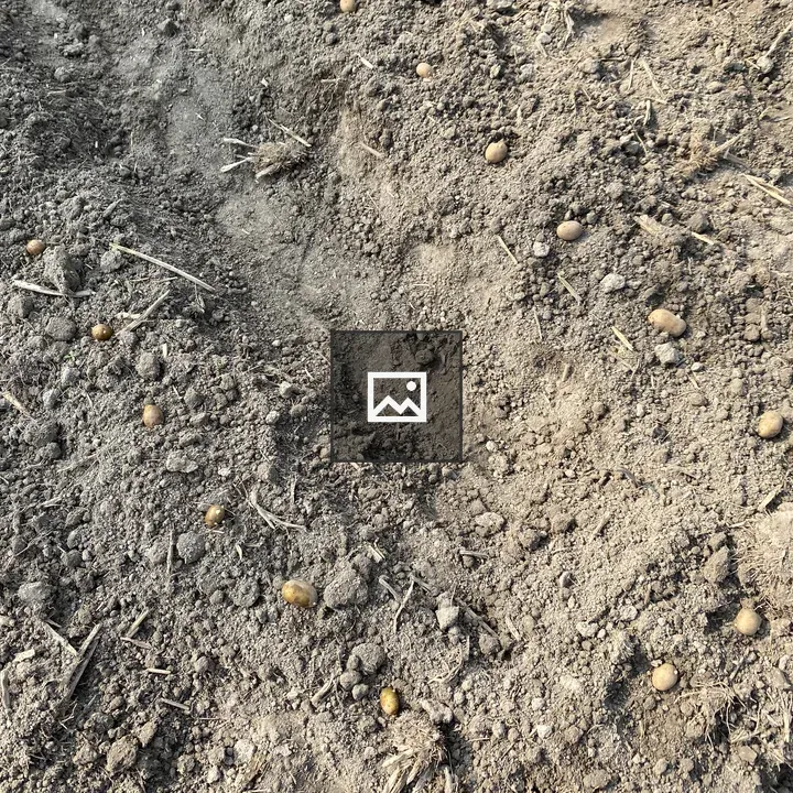 Seeds on Dry Soil