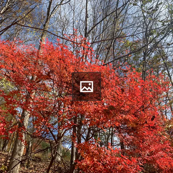 Autumn Foliage in Yamanashi