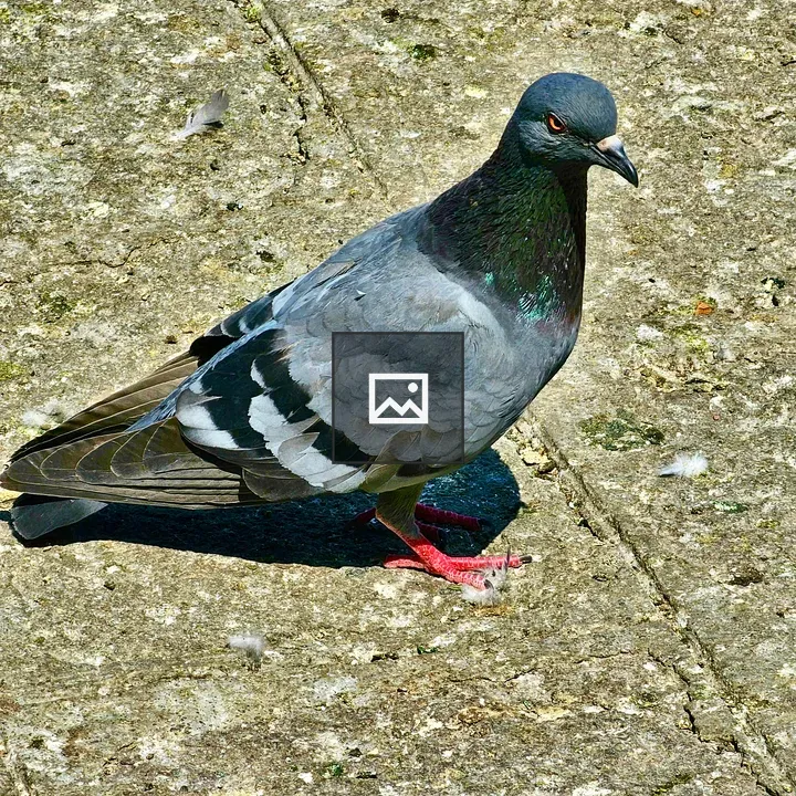 Common pigeon portrait