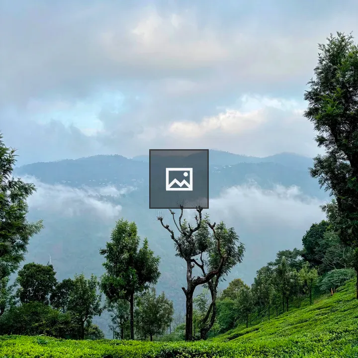 Misty mountains with tea plantations