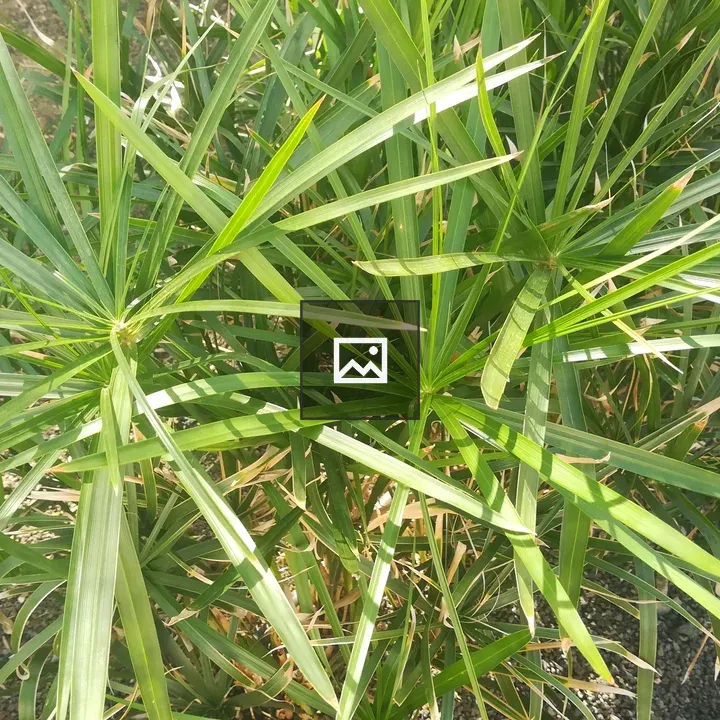 Garden Plant in Gray and Green