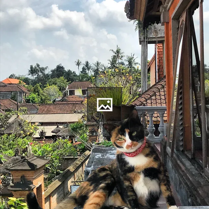 Cat in Ubud