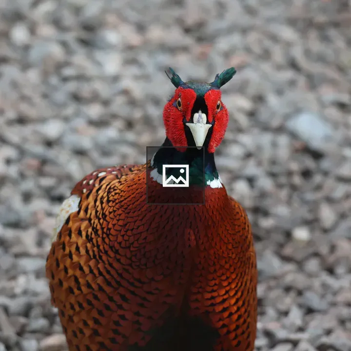 Close-up of colorful male pheasant