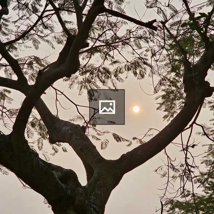 Sunrise Through Tree Branches