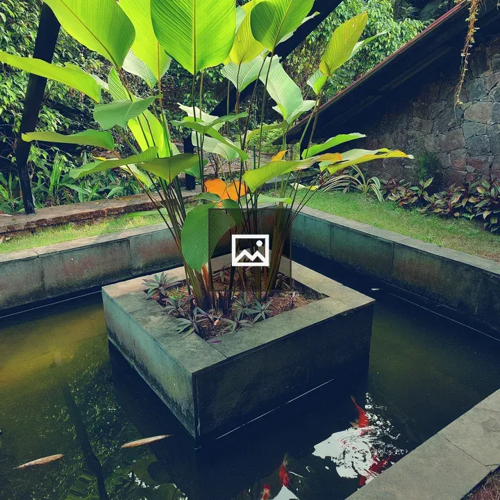 Goeppertia loeseneri in pond