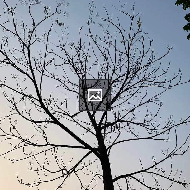 Silhouetted tree against gradient sky