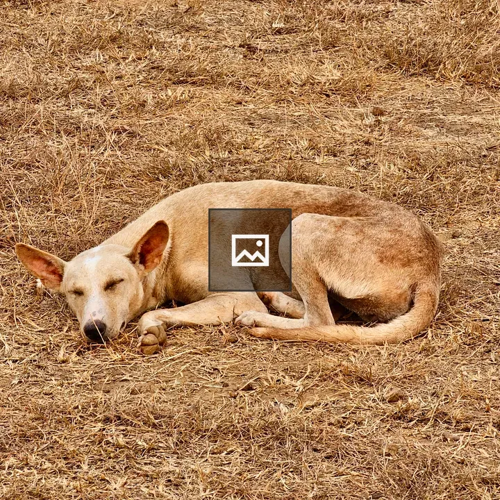 Street dog sleeping under sun