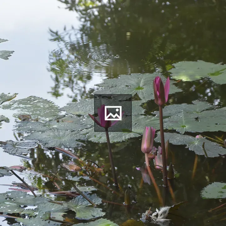 Water lilies bouquet