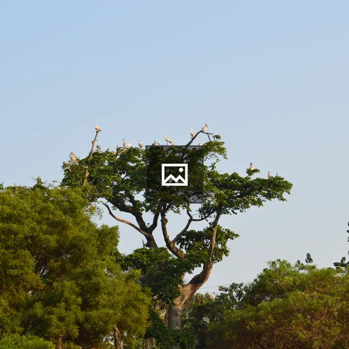 Juvenile Marabou Storks in Tree