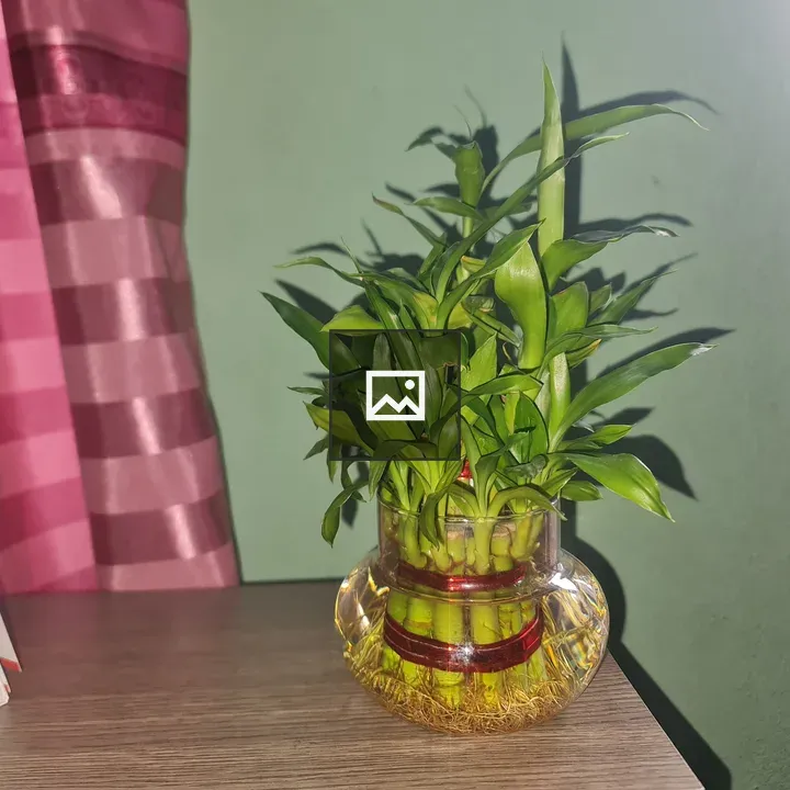 Lucky Bamboo Plant