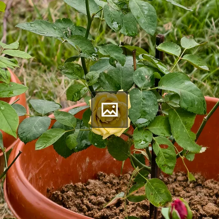 Yellow rose bush in pot