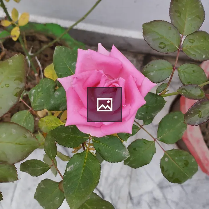 Pink rose with leaves