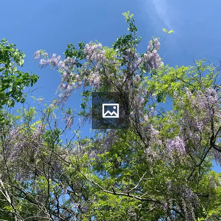 Weeping Wisteria Flower