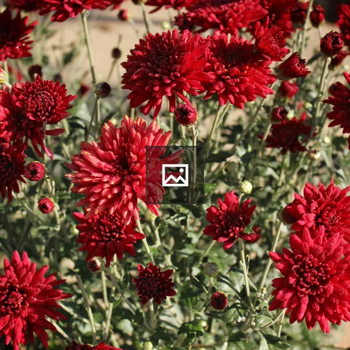 Red dahlia flower
