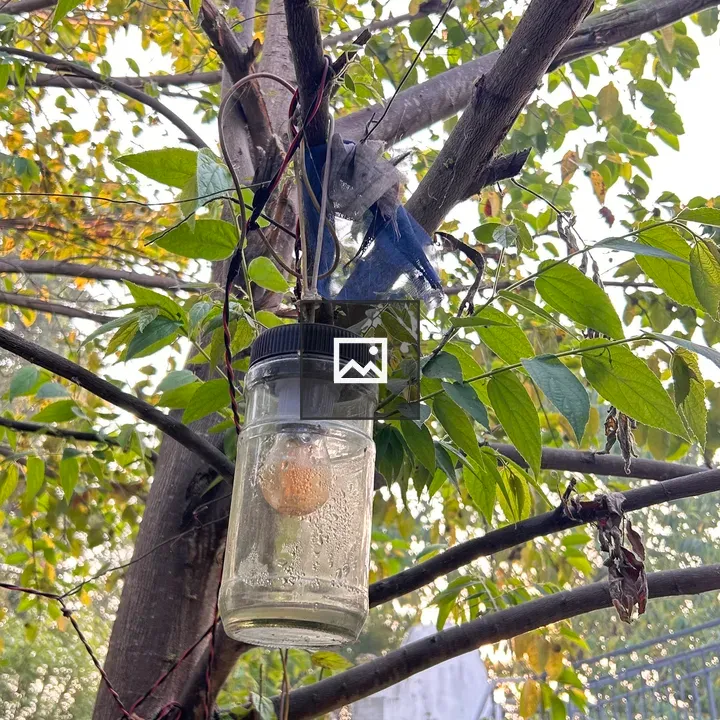 Branch with Glass Jar Lanterns