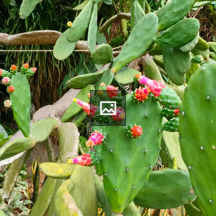 Pink Cactus Flower Bud