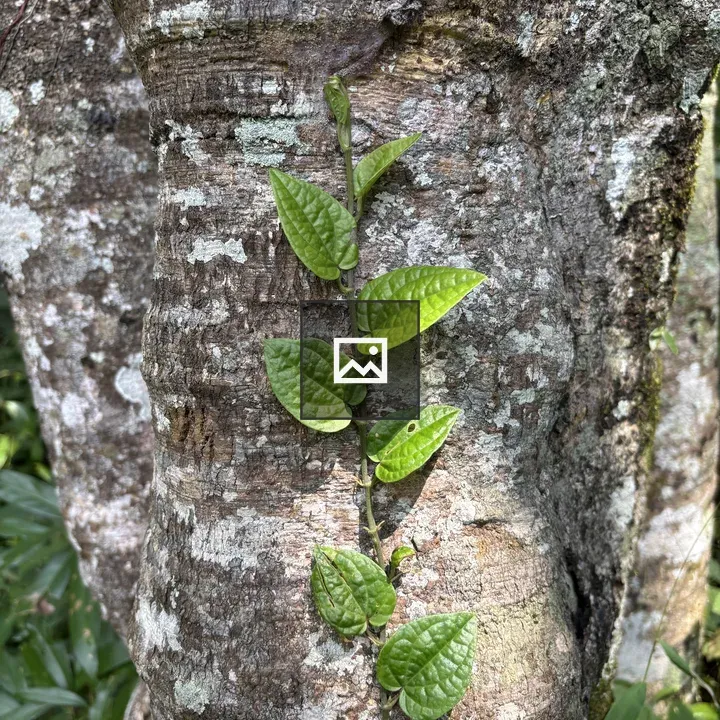 Tree trunk with climbing vine