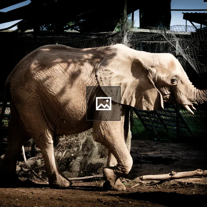 Ugandan elephant in enclosure