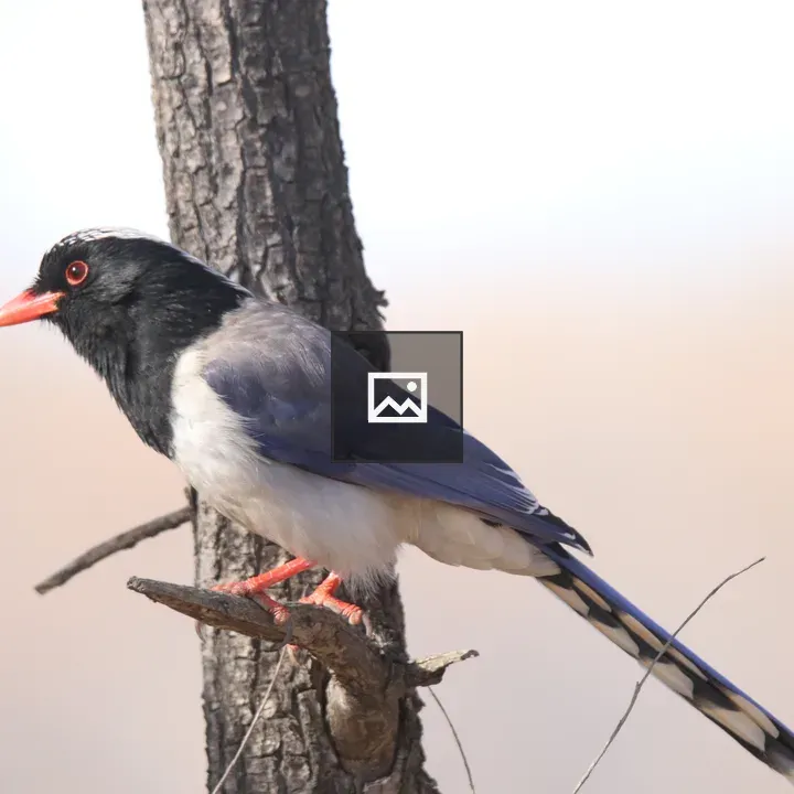 Red-billed Blue Magpie on Branch