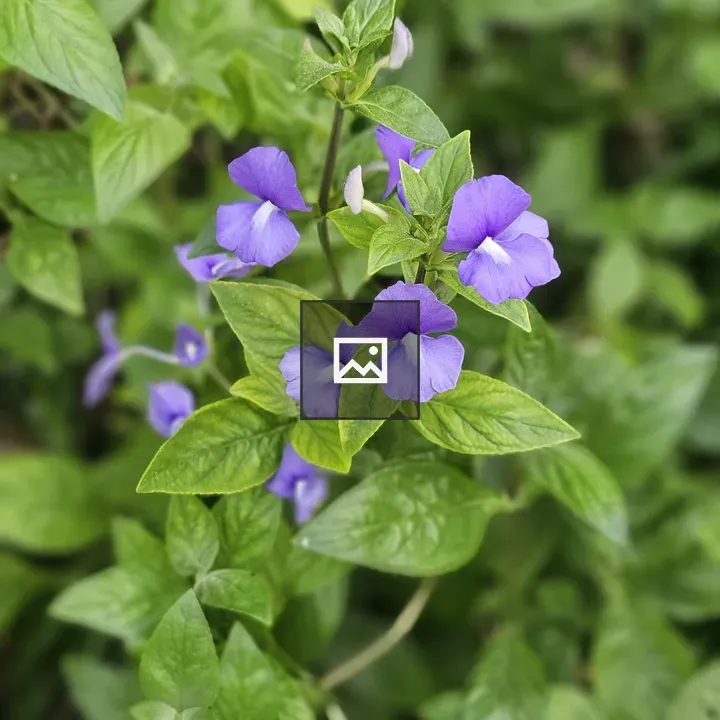 Blue Brazilian Snapdragon Cluster