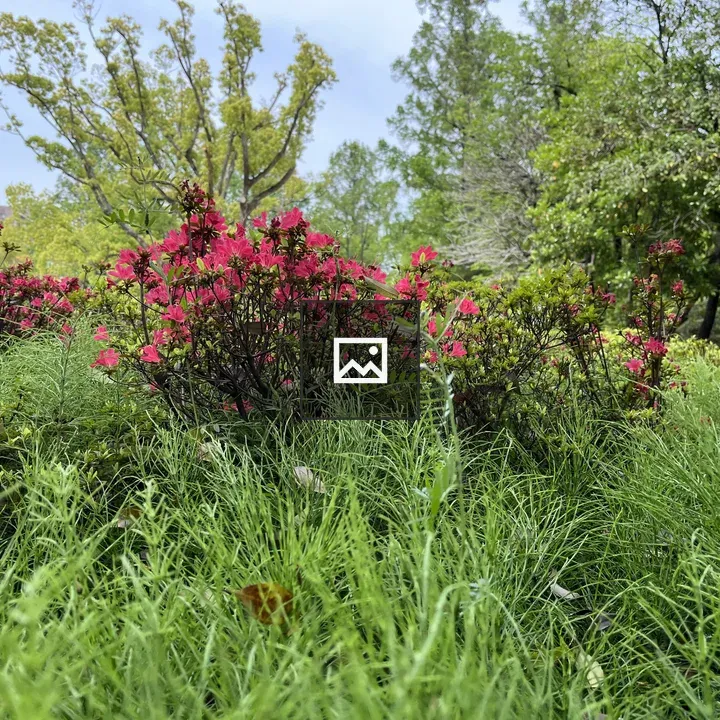 Pink flowers in lush garden