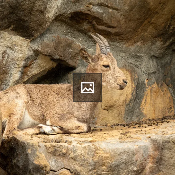Mountain goat resting at Berlin Zoo