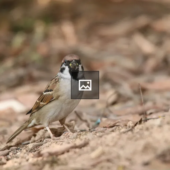 Sparrow on Leaves