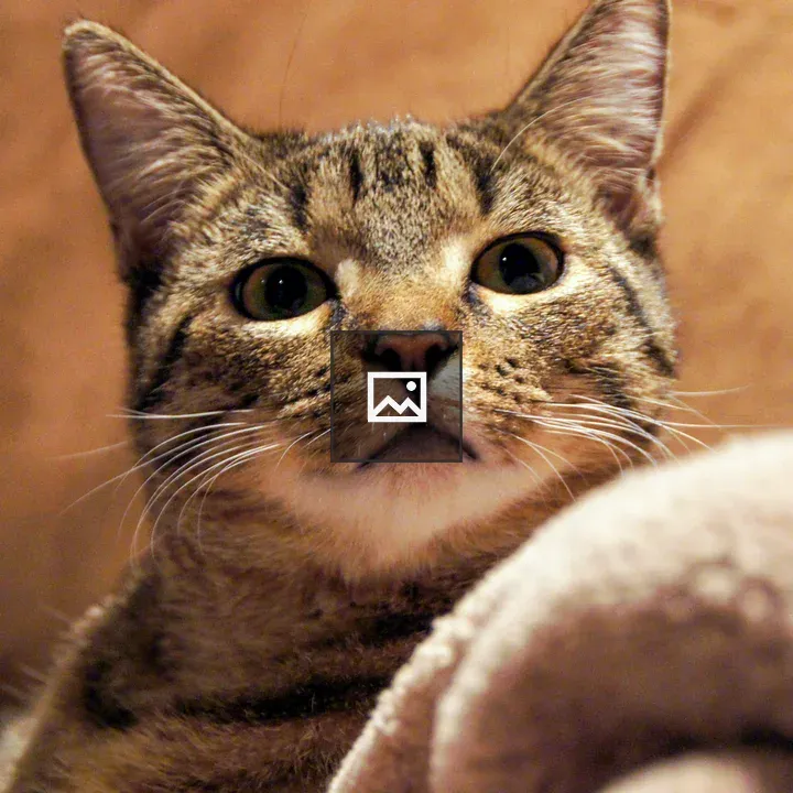 Cat sitting on the couch