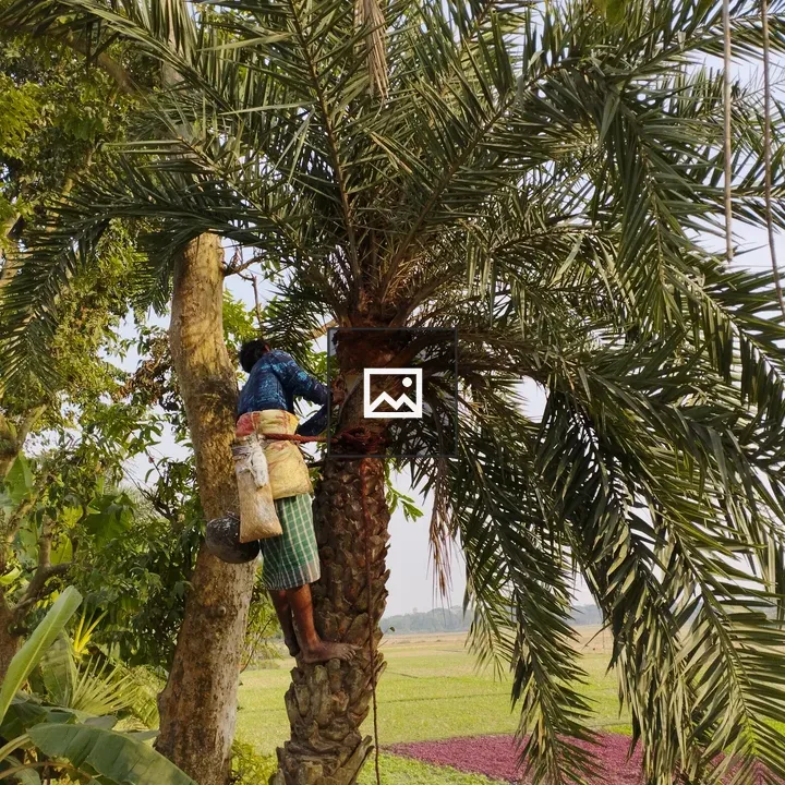 Palm tree sap planting