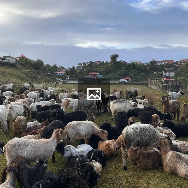 Goats Grazing on Hill
