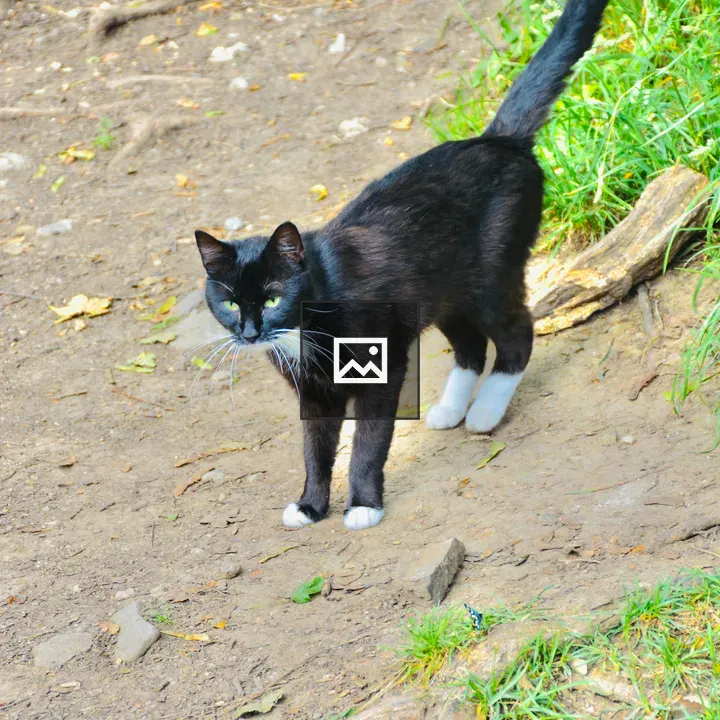 Black Cat with White Paws