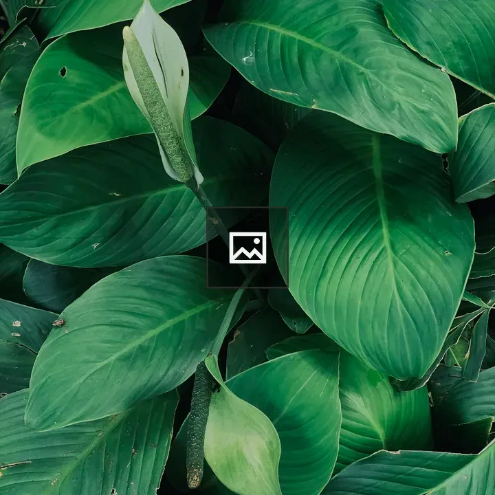 Large green Leaves