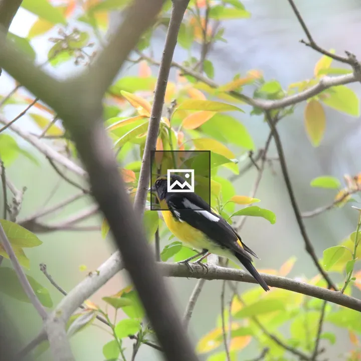 Narcissus Flycatcher on a Branch