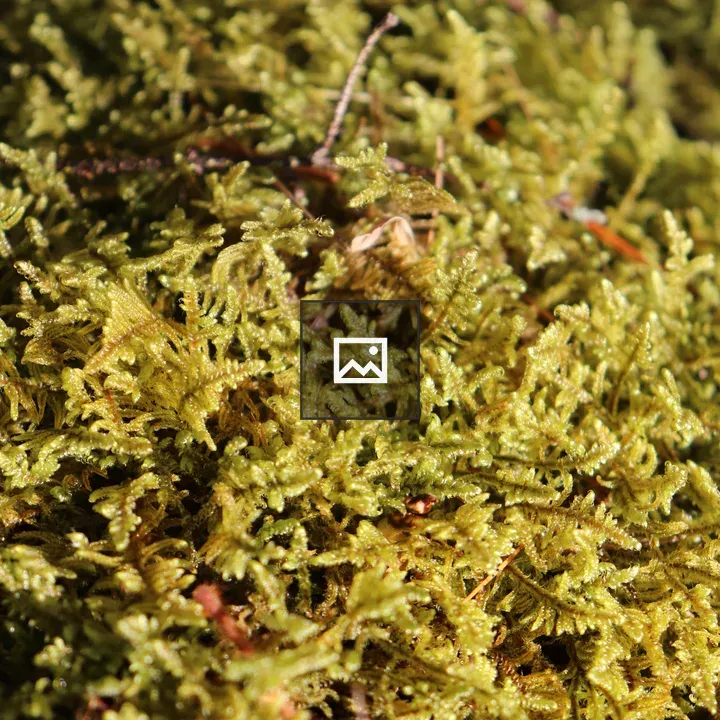 Moss at Caledonia State Park