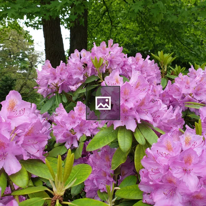 Flowers with Bees