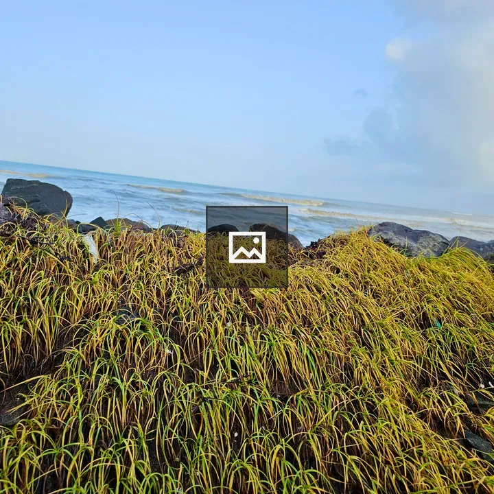 Golden coastal grass in breeze