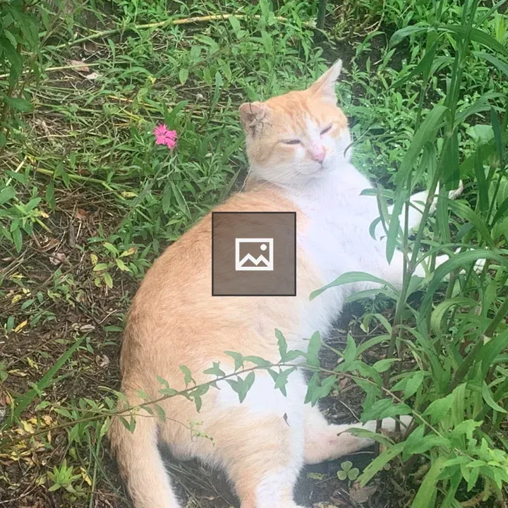 Cat lying among greenery