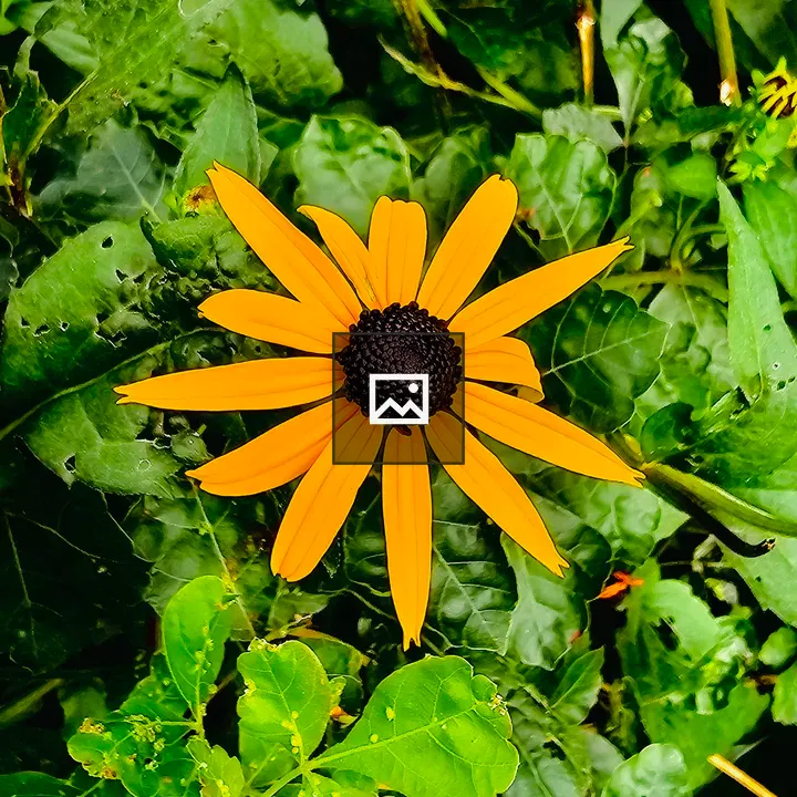 Rudbeckia fulgida Flower