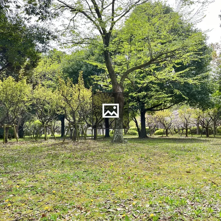 Park Scene with Green Grass