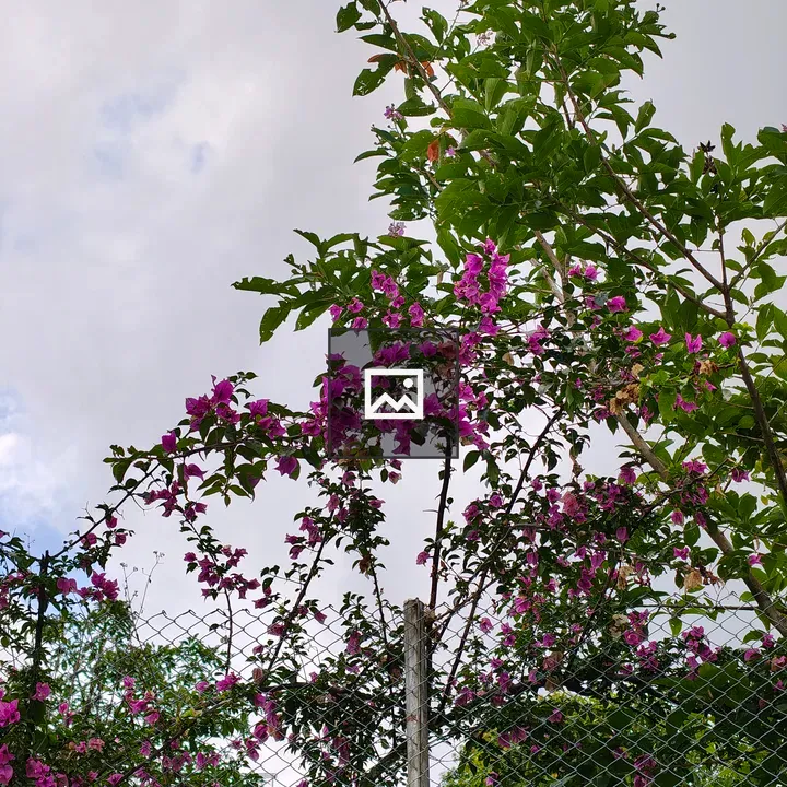 Bougainvillea against fence