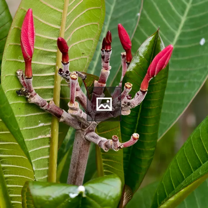 Frangipani Branch Buds