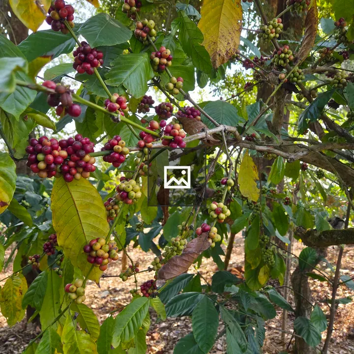 Coffee branches with berries
