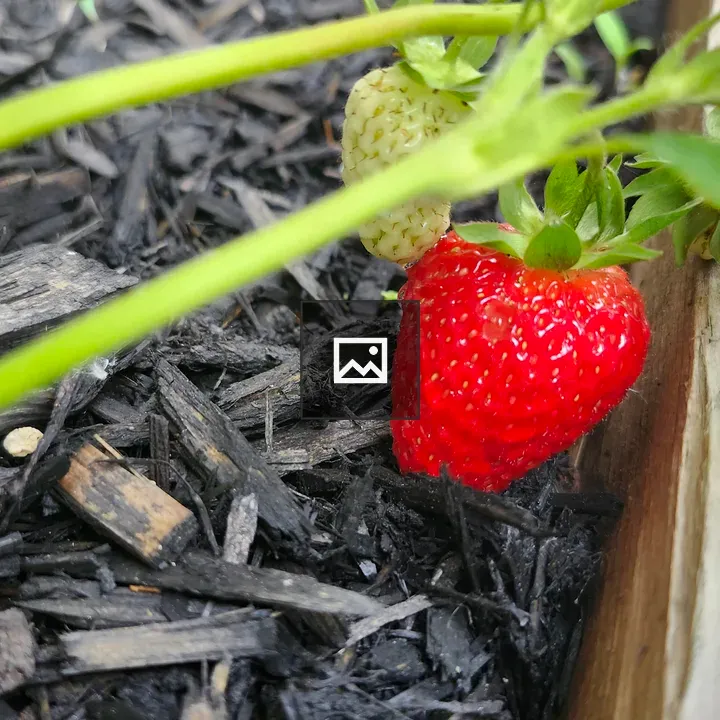 Ripe Strawberry in Garden