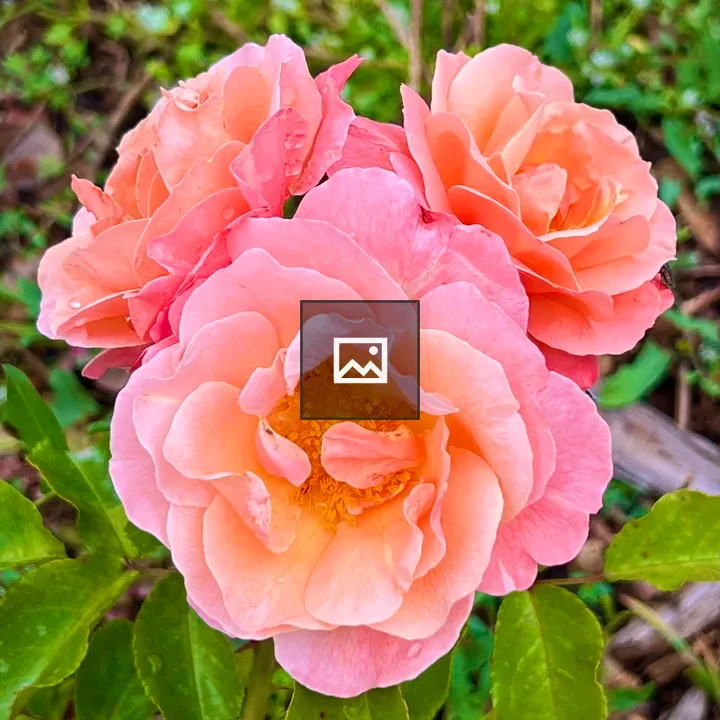Peach pink roses