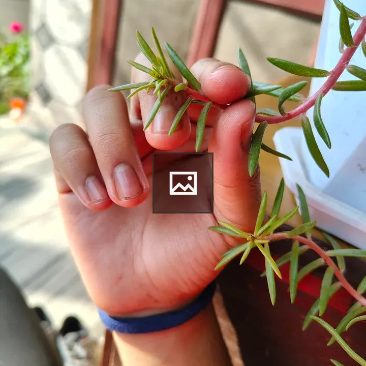 Close-up of hand holding plant branch