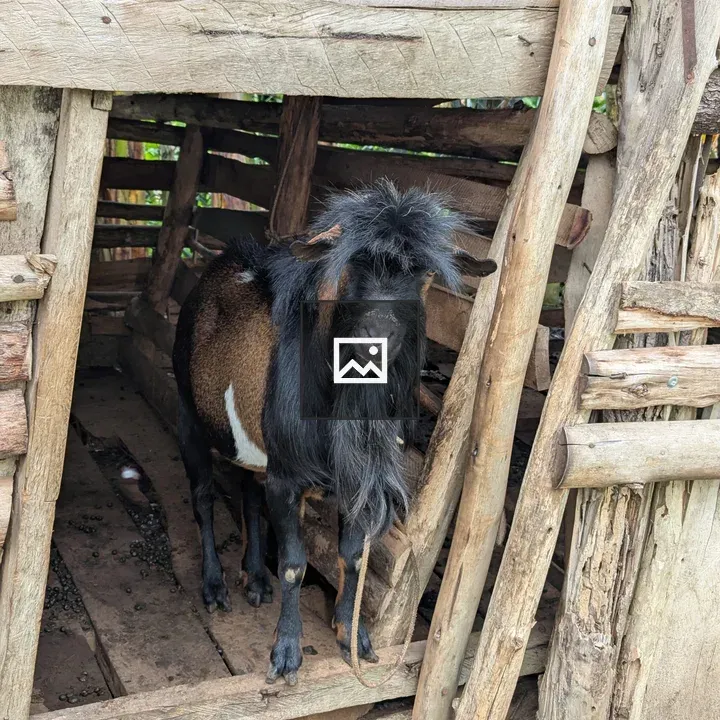 Goat in Rustic Pen